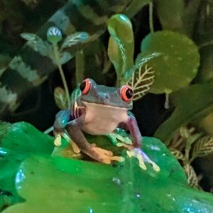 Book a "How to Code a Jungle" (45min Keynote)